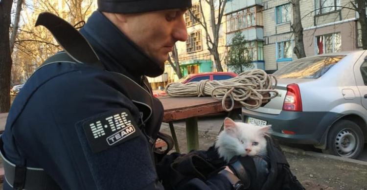 Операция "КотЭ": в Кривом Роге спасли кота, который несколько дней посидел на крыше балкона