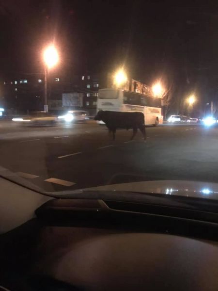 Ночное родео: в Кривом Роге бегающий по улицам огромный бык напугал жителей