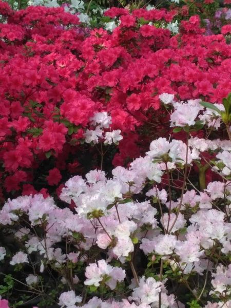 Ботанический сад меняет график работы: криворожане ещё могут насладиться цветущий азалией (ФОТО)
