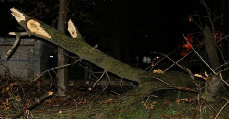 Трагедия в Кривом Роге: упавшее дерево насмерть задавило мужчину (ФОТО)