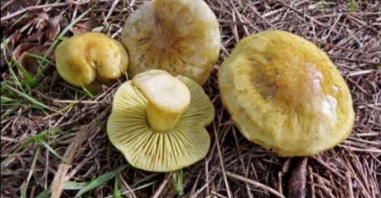 На Днепропетровщине четыре человека отравились грибами 