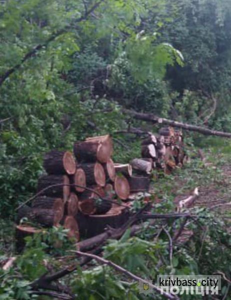 В Кривом Роге четверо мужчин срубили 40 деревьев акации