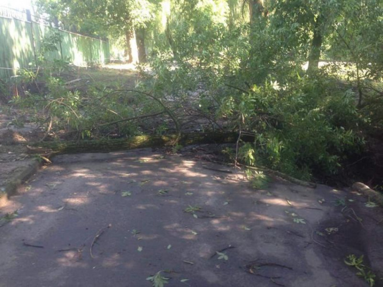 В Кривом Роге парк Мершавцева просит помощи горожан в борьбе с последствиями бури (фото)