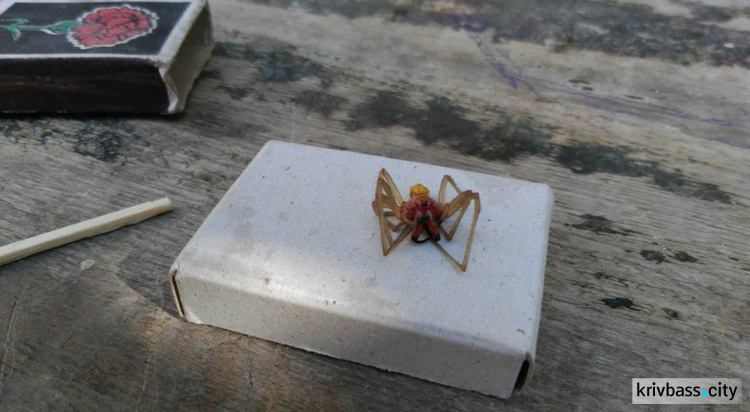 Вблизи Кривого Рога обнаружили опасных пауков (ФОТО+ВИДЕО)
