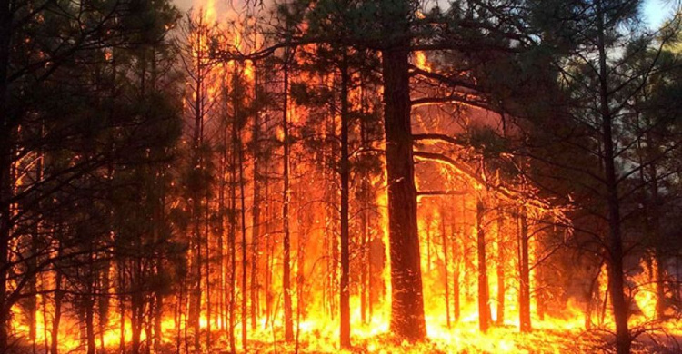 Пенсионерка-поджигательница леса на Днепропетровщине должна выплатить 224 тысячи гривен