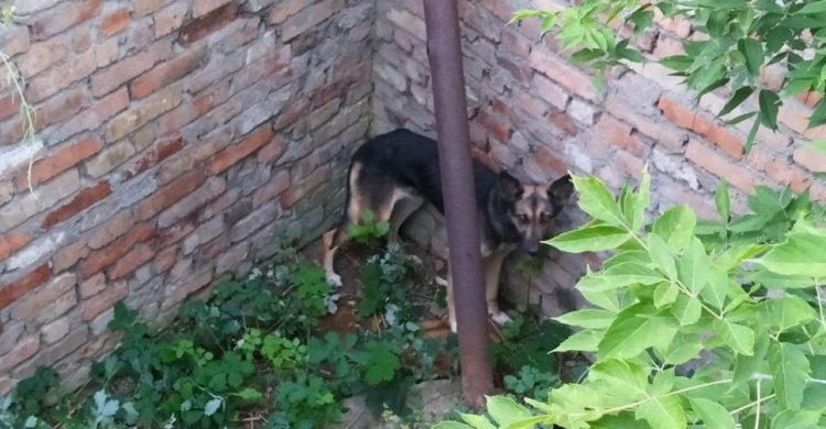 У Довгинцівському районі рятувальники дістали собаку, яка впала до ями