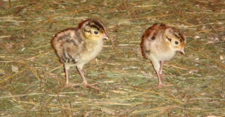 В Кривом Роге неравнодушные помогли воссоединению семейства фазанов (ВИДЕО)