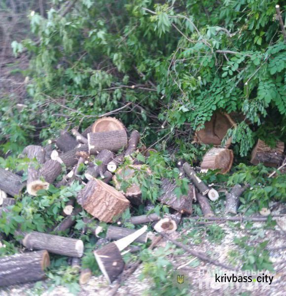 В Кривом Роге четверо мужчин срубили 40 деревьев акации