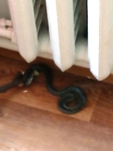 Незваные гости: под Кривым Рогом змеи заползают в жилища местных жителей (фото)