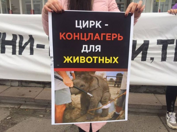 В Кривом Роге зоозащитники пикетировали цирк (фото)