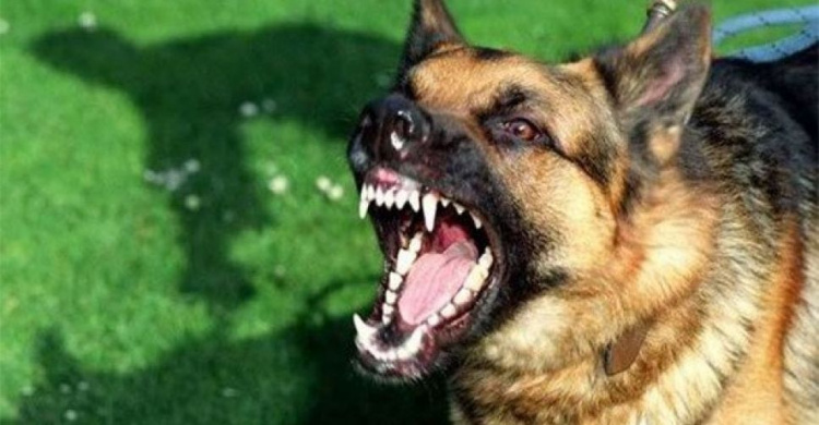На Днепропетровщине домашняя собака набросилась на 5-летнего мальчика и разорвала ему лицо