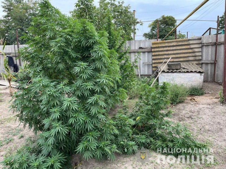 Криворізькі правоохоронці виявили майже 150 кущів нарковмісних рослин