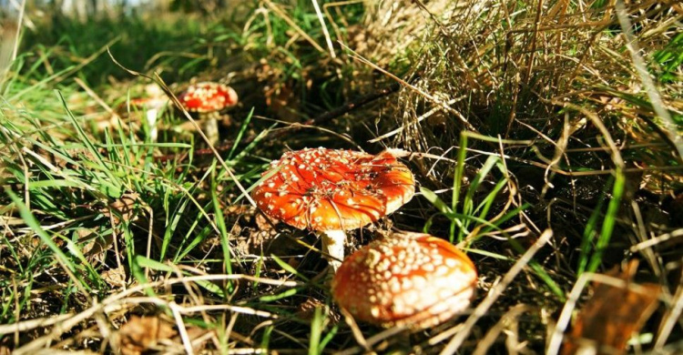 На Днепропетровщине начался грибной сезон: советы токсиколога