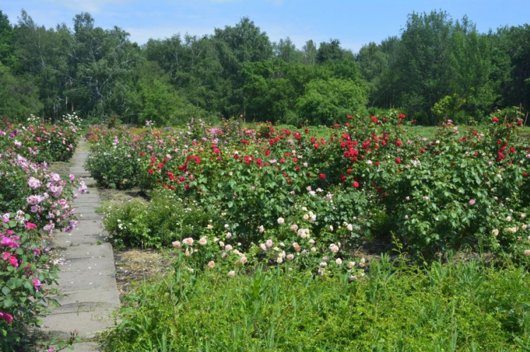 Розовый рай: ботсад в Кривом Роге приглашает посмотреть, как цветет Королева цветов (фото)