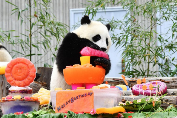 Панда-вечеринка в китайском заповеднике: 18 детенышей празднуют свои первые дни рождения (ВИДЕО)