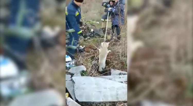 В Кривом Роге спасатели вытащили из ловушки двух собак (фото, видео)