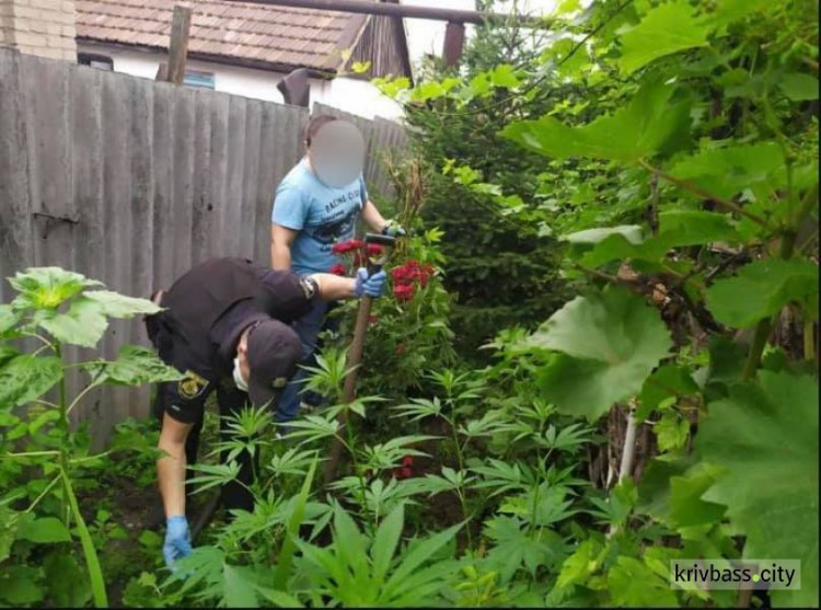 В Ингулецком районе в доме у 65-летнего мужчины обнаружили плантацию конопли