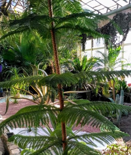 Новый подход и дизайнерские решения: криворожан приглашают в выставочный зал ботанического сада (фото)