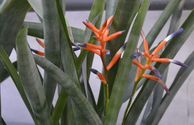 Растения радуют своим цветением: криворожан приглашают прогуляться по оранжерее ботанического сада (фото)
