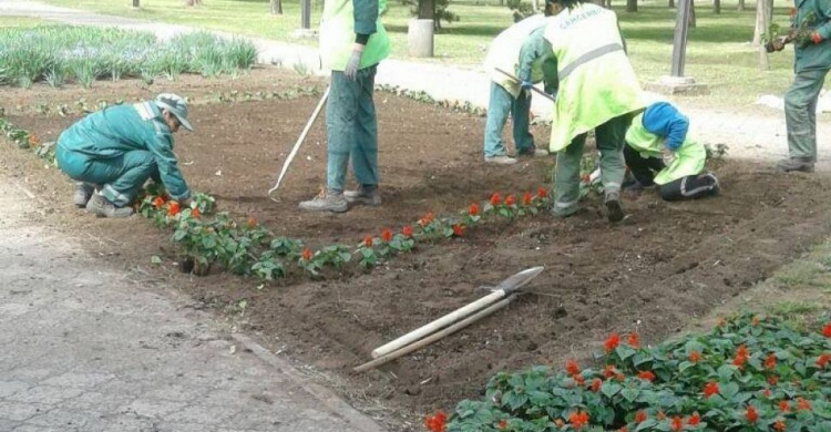 В Кривом Роге высадили 1000 кустов роз и 800 новых деревьев