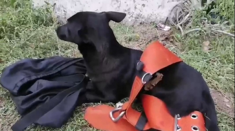 Спасатели пришли на помощь: в Криворожском районе щенок оказался на глубине 10-метрового колодца (фото)