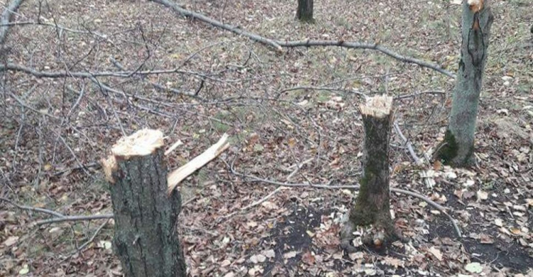 В Кривом Роге происходит незаконная вырубка деревьев в Дендропарке (ФОТО)