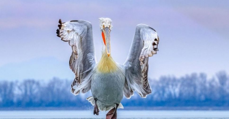 Выбраны лучшие фотографии птиц в 2019 году (ФОТО)
