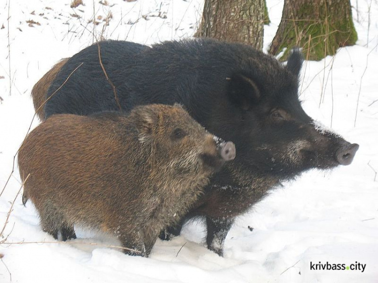 На території Дніпропетровської області провели зимовий «перепис» диких тварин