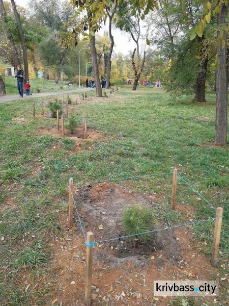 В Кривом Роге активисты высадили 40 сосен в парке Мершавцева (ФОТО)