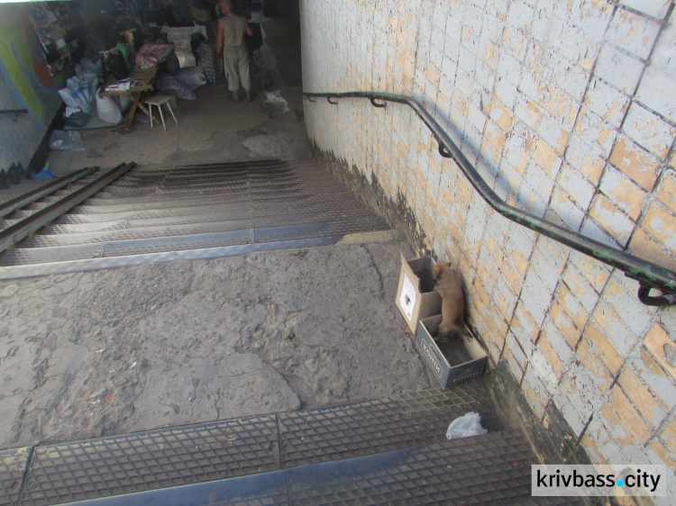 В Кривом Роге избавляются от котят и щенков выбрасывая на проезжую часть и в подземные переходы (ФОТО)