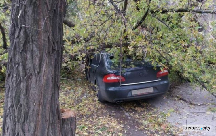 В Кривом Роге на иномарку упало дерево, машина сильно повреждена (ФОТО)