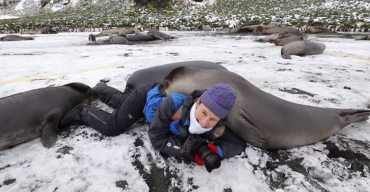 Фотографа "завалило тюленями" во время съемки (ВИДЕО)