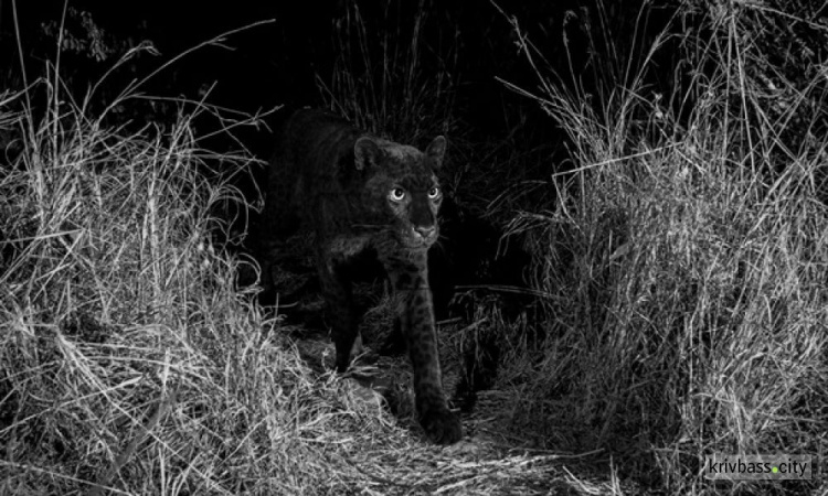 В Кении впервые за столетие сняли черного леопарда (ФОТО+ВИДЕО)