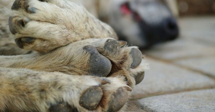 17 августа - Всемирный день бездомных животных: в Кривом Роге  их количество исчесляется тысячами