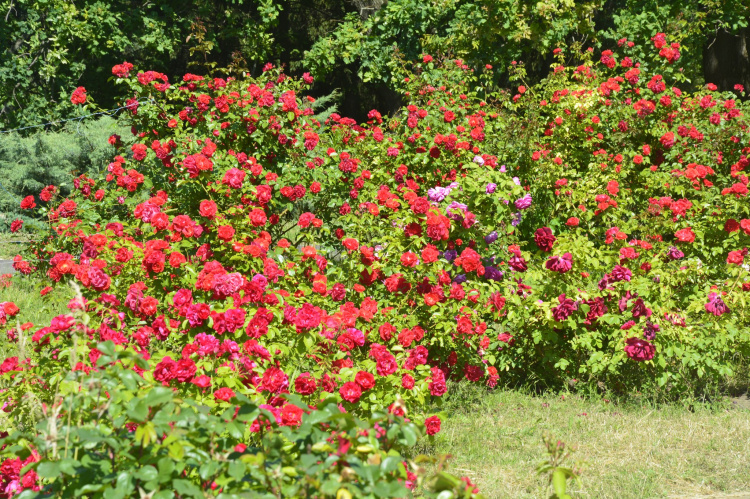 Королева квітів – троянда: у Кривому Розі запрошують до ботанічного саду