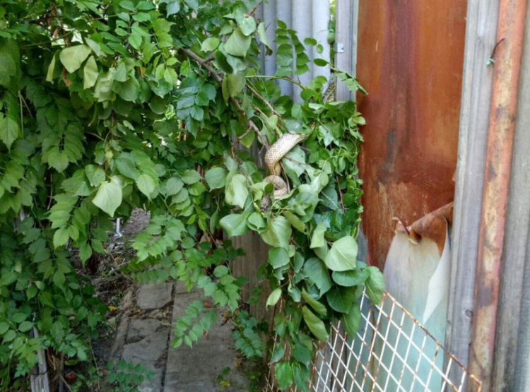Незваный гость: на Днепропетровщине возле жилого дома обнаружили 1,5-метровую змею (фото, видео)