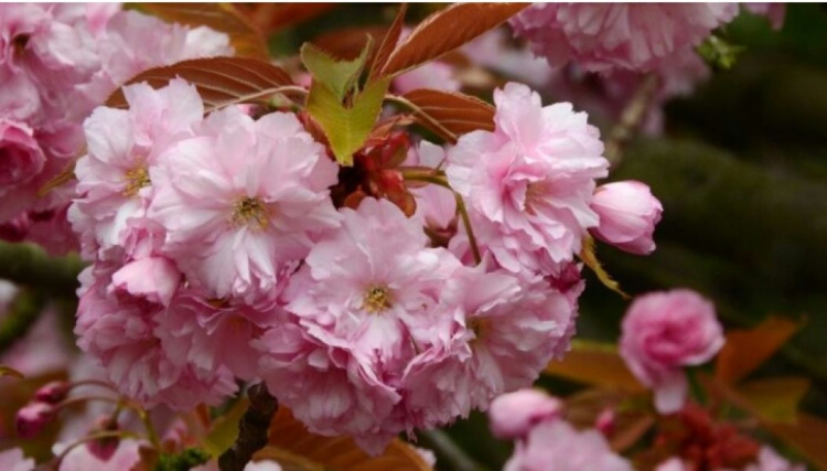 Криворожский ботанический сад приглашает полюбоваться распустившейся сакурой и магнолией (ФОТО)