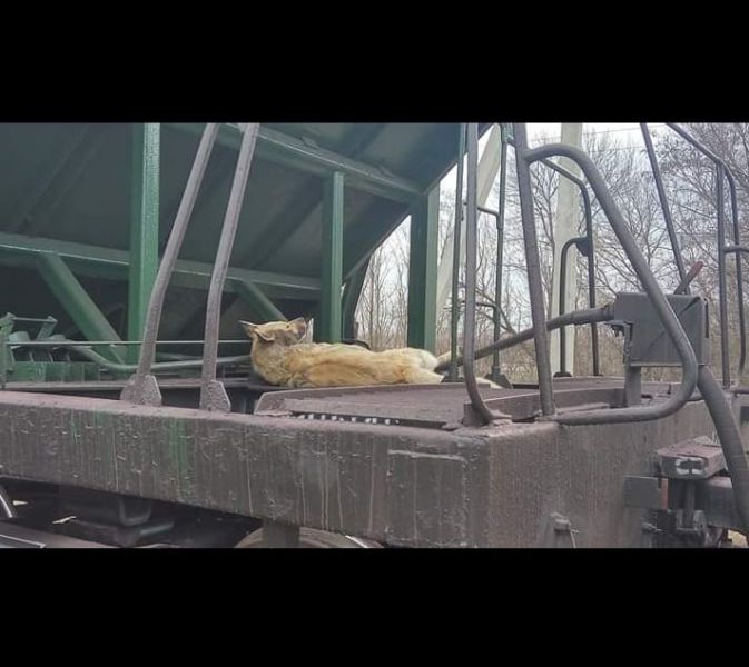 В Днепропетровской области живодеры привязали собаку к поезду
