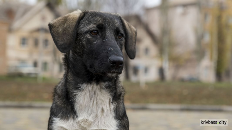 Відкрити у місті притулок для безпритульних собак: за два тижні петиція набрала 1 000 голосів