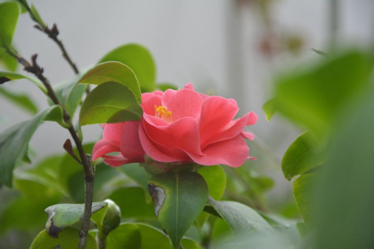 Фото: Криворізький ботанічний сад