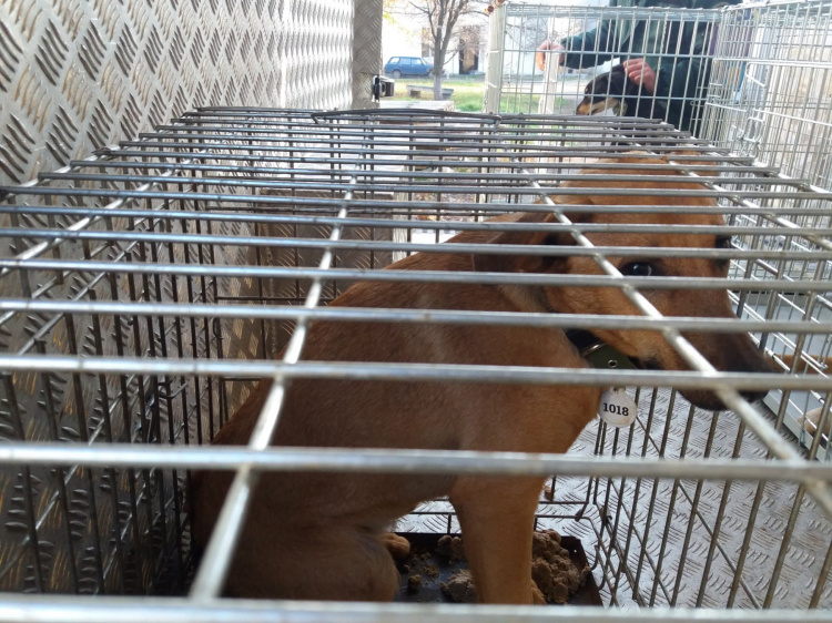 За два дні у Кривому Розі виловили близько 30 безпритульних собак