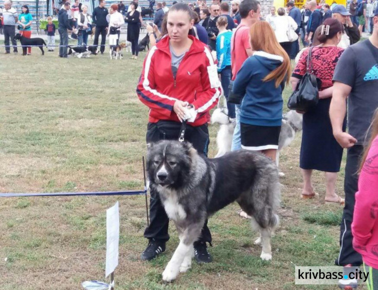 В Кривом Роге на выставке собак участвует более 100 хвостатых (ФОТО)