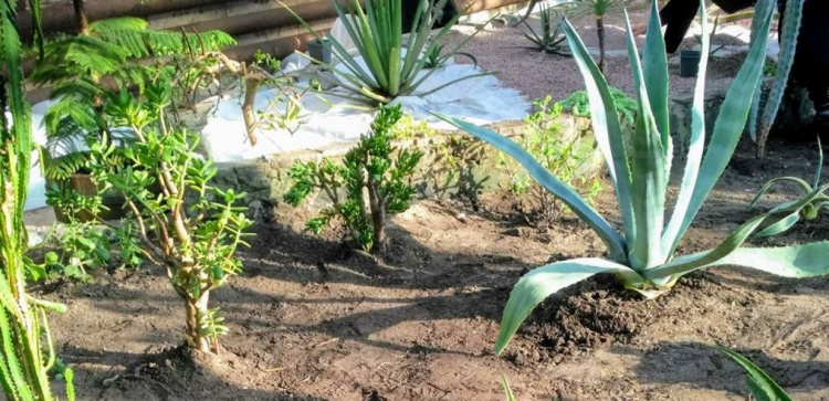Оранжерея зазеленеет по-новому: в ботаническом  саду Кривого Рога проходит реконструкция выставочного зала
