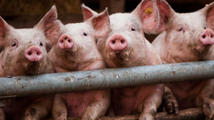 В Днепропетровской области зафиксирована вспышка африканской чумы свиней