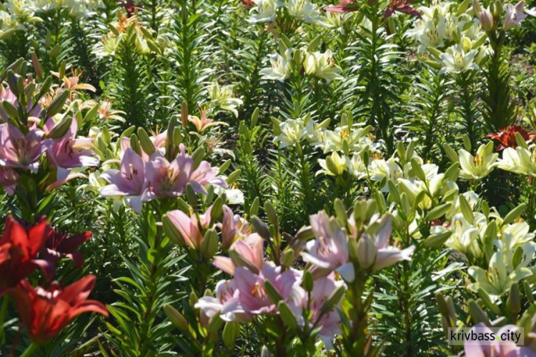 Літо буяє! Ботанічний сад запрошує криворіжців помилуватися квітами