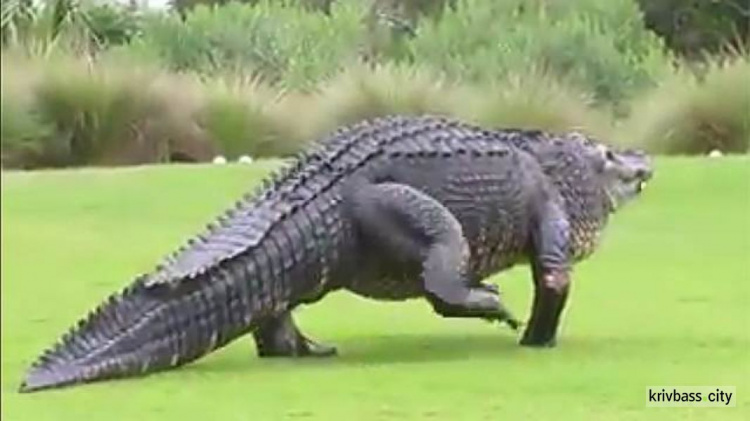 Прогулку гигантского аллигатора сняли на видео (ФОТО+ВИДЕО)