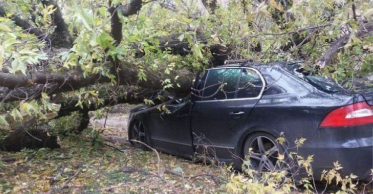 В Кривом Роге на иномарку упало дерево, машина сильно повреждена (ФОТО)