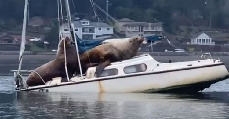 В США морские львы угнали катер и отправились в плавание (фото, видео)