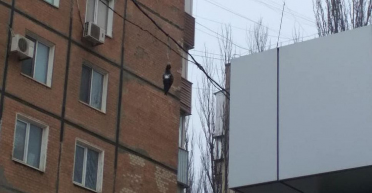 В центре Кривого Рога 2 месяца висит голубь на проводах и никому нет дела, - криворожане (ФОТО)