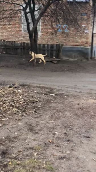 Из-за карантина по бешенству в Кривом Роге отказываются отловить стаю собак, которая держит в страхе весь район